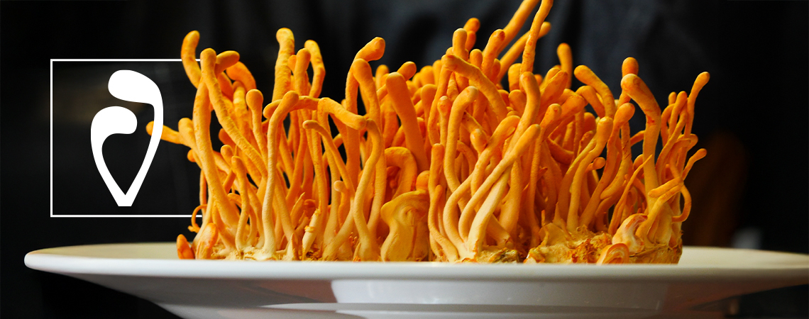 How To Grow Cordyceps Mushrooms