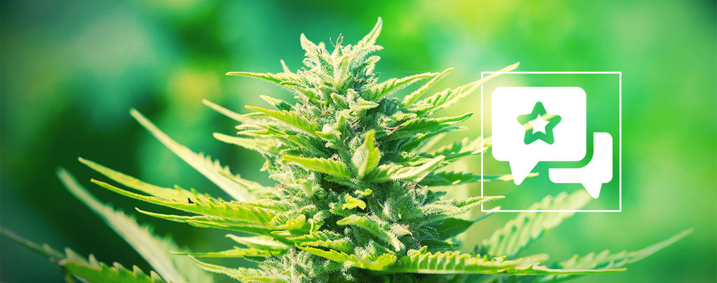 ChemDawg (Humboldt Seeds) feminized