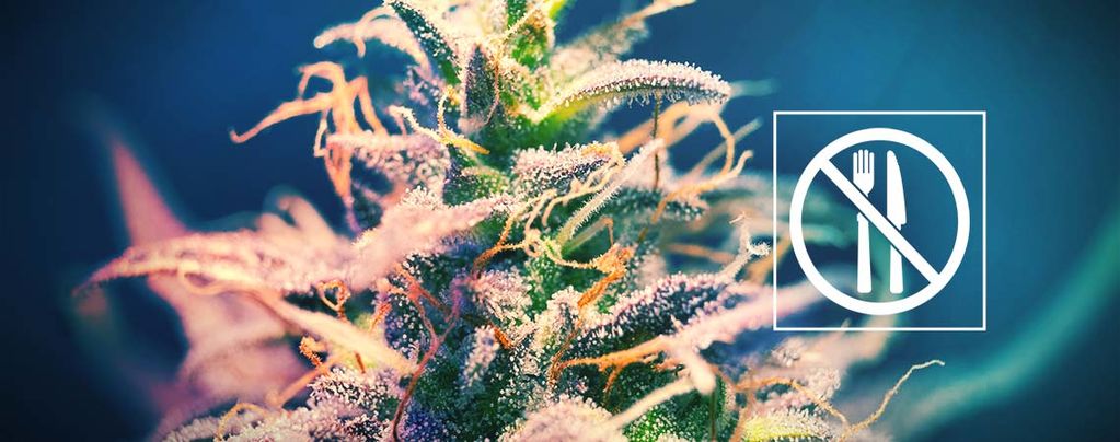 Cannabis Strains That Don't Give You The Munchies?