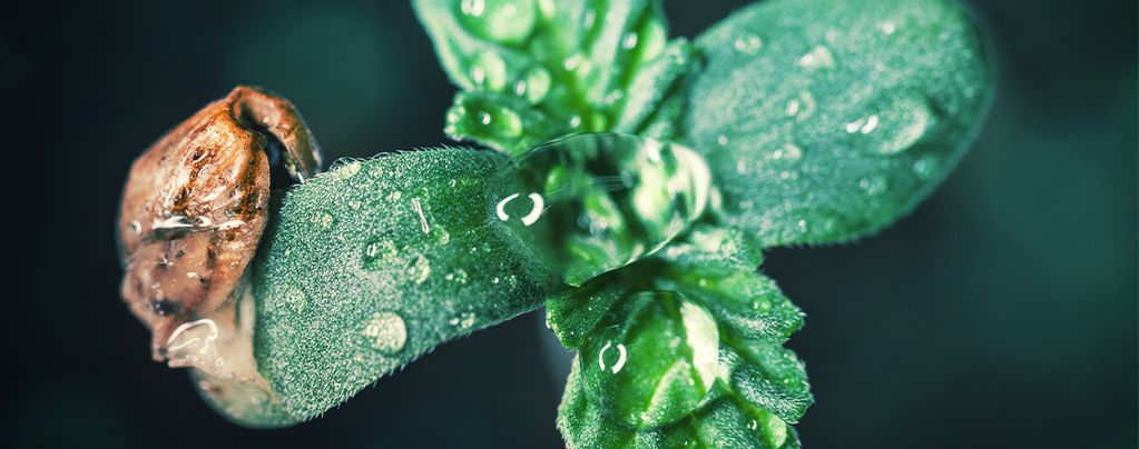 Grow Tip: How To Take Care Of Cannabis Seedlings