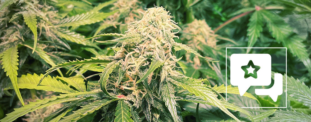 Strain Review: Pineapple Kush