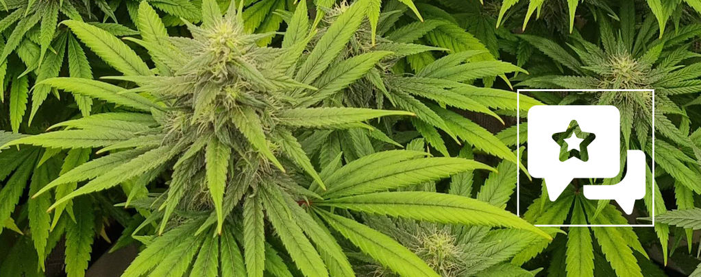 Strain Review: Pineapple Chunk