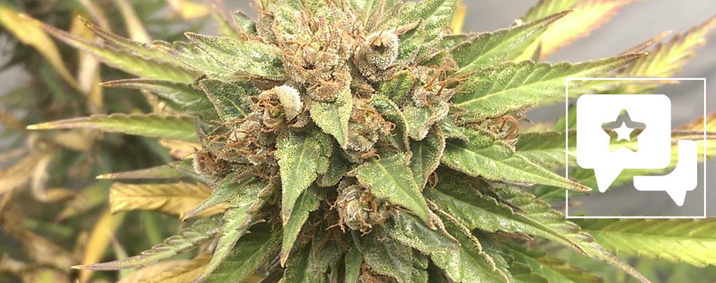 Strain Review: Durban Poison