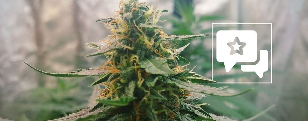 Strain Review: Mazar