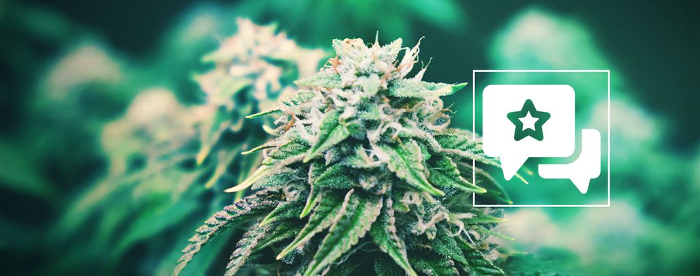 Agent Orange: Cannabis Strain Review & Information
