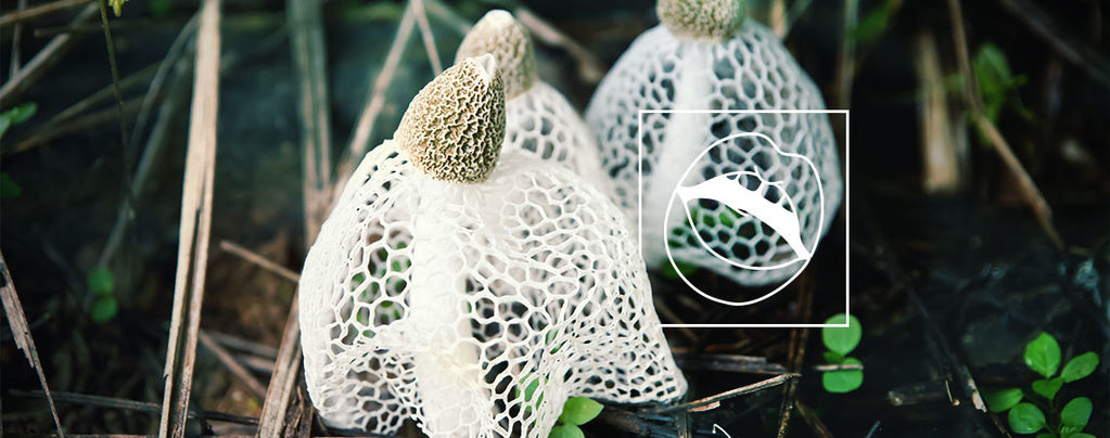 Rare Mushroom Thought To Induce Instantaneous Orgasms