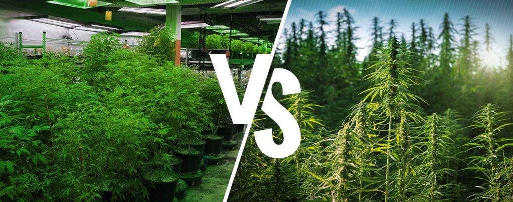 Growing Indoors Vs. Outdoors: The Pros And Cons