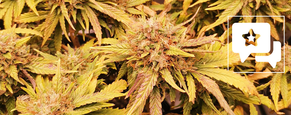 Strain Review: Liberty Haze