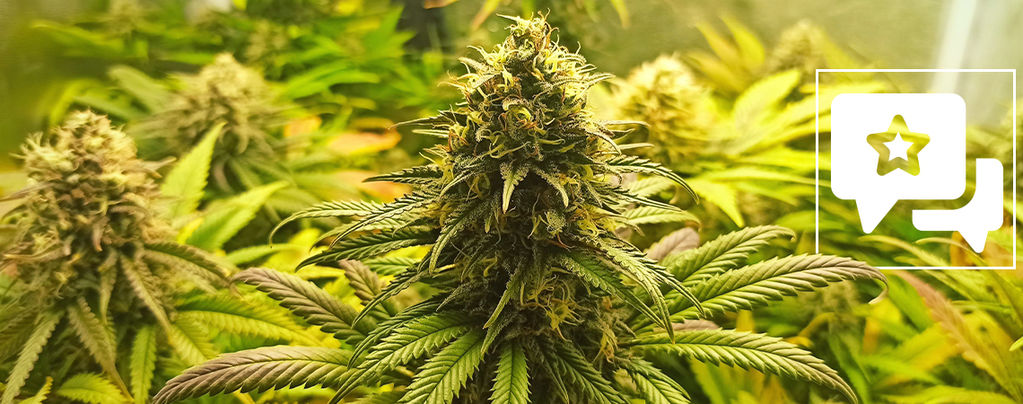 Strain Review: Super Critical
