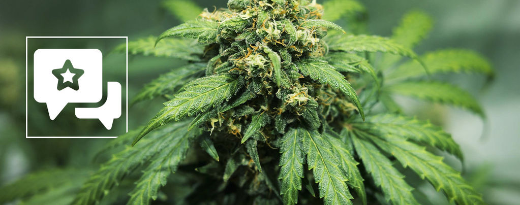 Strain Review: Royal Dwarf