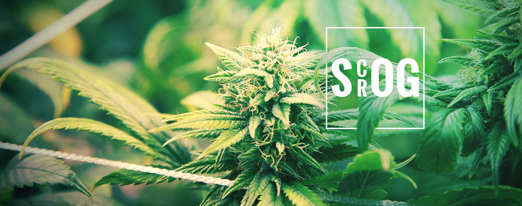 ScrOG Vs. SOG
