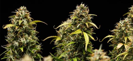 Top 10 mellow cannabis strains
