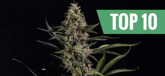 Top 10 strongest and most potent cannabis strains