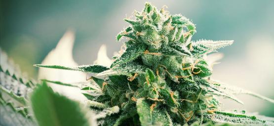 What Is Haze Cannabis