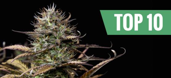 Top 10 autoflowering cannabis strains