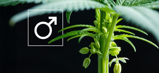 What to do with male cannabis plants?