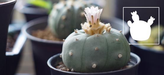 Lophophora decipiens: a faster-growing peyote