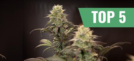 Top 5 high yielding autoflowering strains 