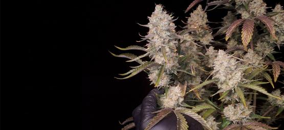 Top 5 high yielding autoflowering strains 