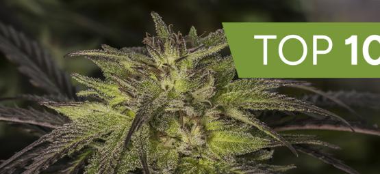 Top 10 hybrid cannabis strains