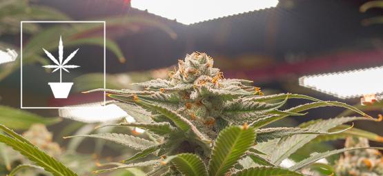 The best cannabis seeds for indoor cultivation