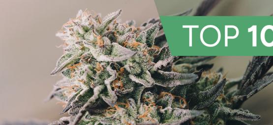Top 10 Fastest Growing Cannabis Strains Of 2025