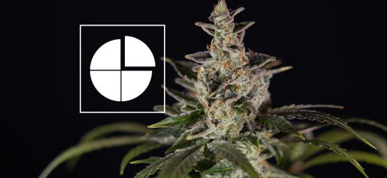 The best 1:1 THC:CBD ratio strains 