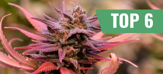 Top 6 Valentine's day cannabis strains