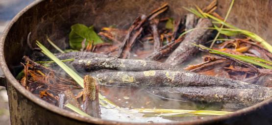 Ayahuasca myths and facts: Separating truth from fiction