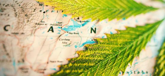 Which Countries Smoke The Most Weed? [2025 Update]