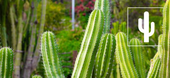 Top 5 cactus care mistakes and how to correct them