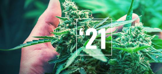 The Best Cannabis Strains For 2025