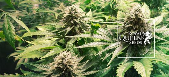 Top 10 Cannabis Strains By Royal Queen Seeds [2025]
