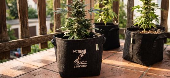 Top 10 Cannabis Strains To Grow On A Balcony Or Terrace