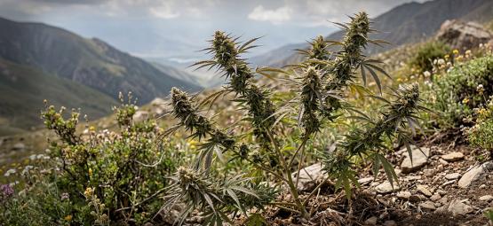 Landrace Strains: The Oldest Cannabis Strains