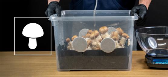 How to build a monotub for mushroom cultivation