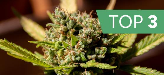 Top 3 cannabis strains by terpenes