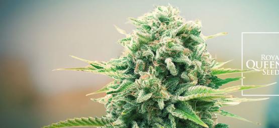New Cannabis Strains From RQS Are Raising The Bar In 2025