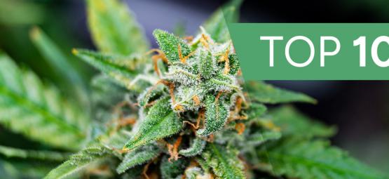 Top 10 Fastest Autoflowers Of 2025