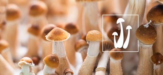 Fresh vs dried Magic mushrooms: Which one is better?