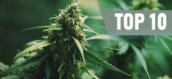 Top 10 Best Regular Cannabis Seeds Of 2025