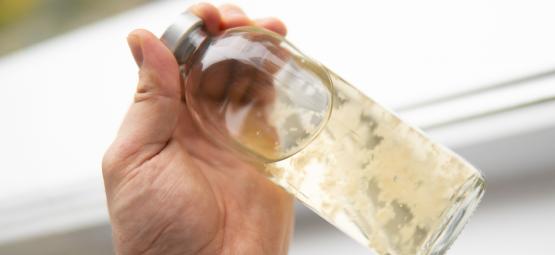 How to make liquid culture