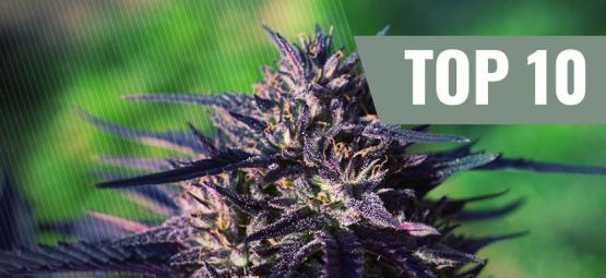 Top 10 Purple Cannabis Strains [2025]