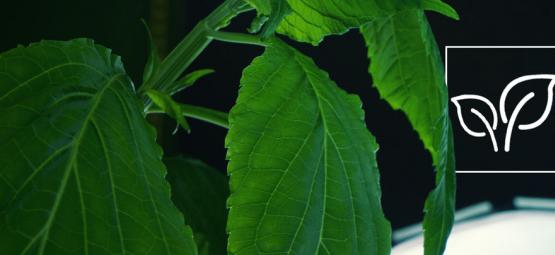 How To Grow Salvia Divinorum