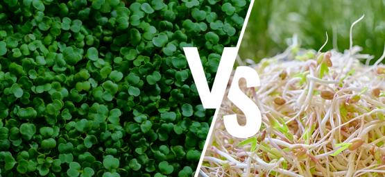 Sprouting Vs Microgreens: What’s The Difference?