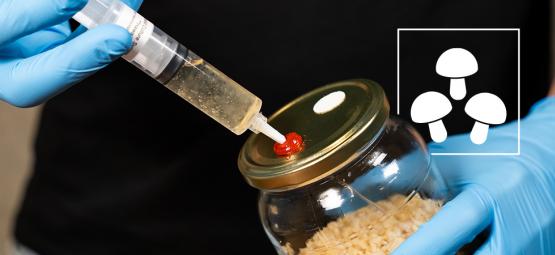 How to use magic mushroom liquid cultures
