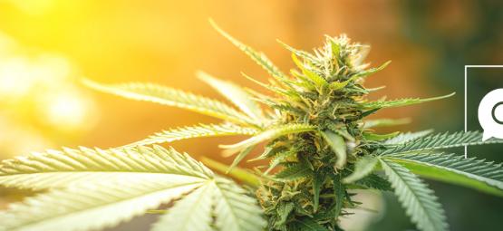 Zamnesia Answers The Web's Most Searched Cannabis Questions