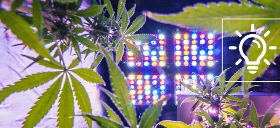 Exciting Cannabis Growing Tech In 2025