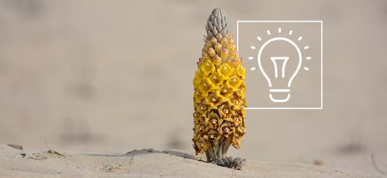 What You Need To Know About Cistanche Turbulo