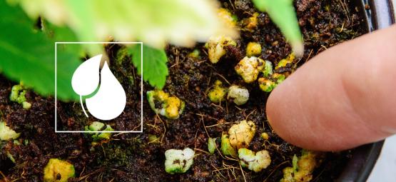 Making Homemade Fertilisers For Cannabis Plants